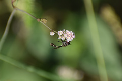 Dioprosopa clavata