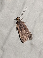 Dichomeris juncidella