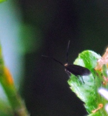 Acoloithus falsarius