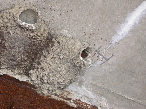 Petrochelidon pyrrhonota