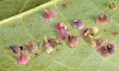 Caryomyia sanguinolenta