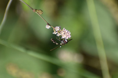 Dioprosopa clavata