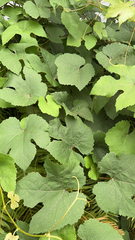 Vitis aestivalis
