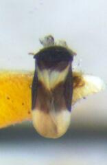 Dipsocoroidea