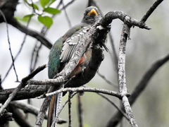 Trogon elegans