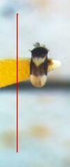 Dipsocoroidea