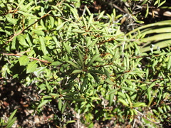 Lyonia ferruginea