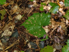 Vitis rotundifolia