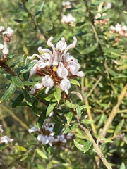 Grevillea phylicoides