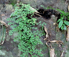 Adiantum poiretii
