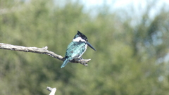 Chloroceryle amazona