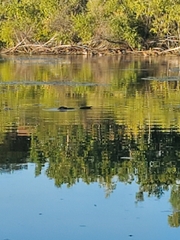 Ondatra zibethicus