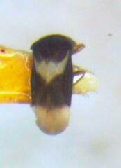 Dipsocoroidea