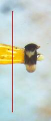 Dipsocoroidea