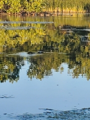Ondatra zibethicus