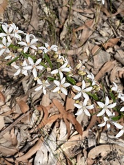 Philotheca hispidula