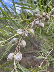 Salix exigua
