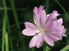 Malva moschata