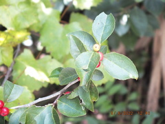 Ilex ambigua