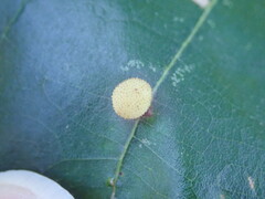 Acraspis quercushirta