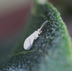 Coniopterygidae