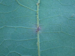 Acraspis quercushirta