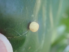 Acraspis quercushirta