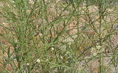 Symphyotrichum subulatum