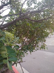 Dermatophyllum secundiflorum