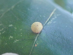 Acraspis quercushirta