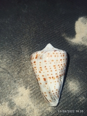 Conus spurius
