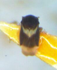Dipsocoroidea