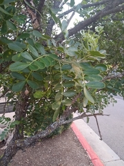 Dermatophyllum secundiflorum