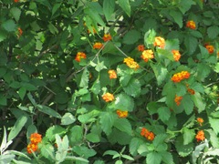 Lantana urticoides