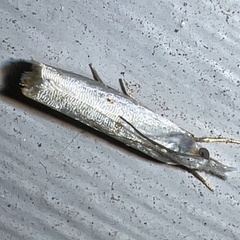 Microcrambus