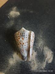 Conus spurius