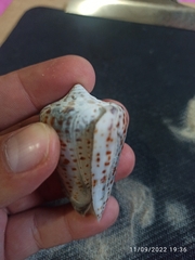 Conus spurius