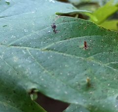 Vasates aceriscrumena