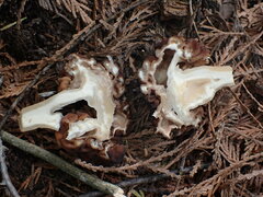 Gyromitra