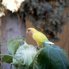 Agapornis roseicollis