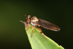 Holcocephala