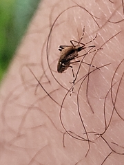 Aedes sollicitans