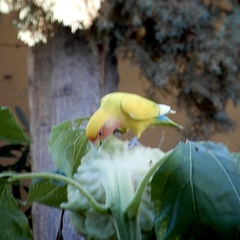 Agapornis roseicollis