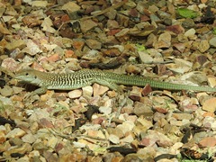 Aspidoscelis stictogrammus