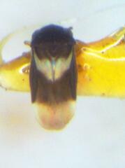 Dipsocoroidea