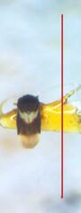Dipsocoroidea