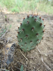 Opuntia