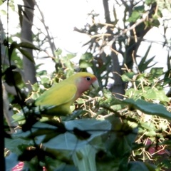 Agapornis roseicollis