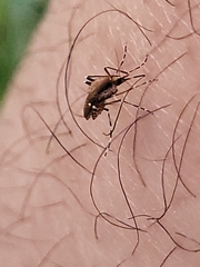 Aedes sollicitans