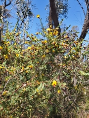Bossiaea rhombifolia